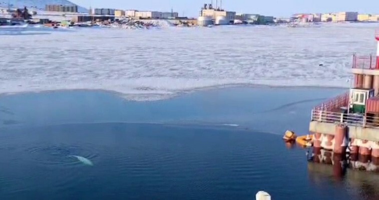 Атомная станция помогла перезимовать белухе в самом северном городе России