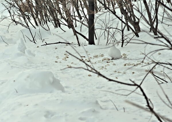 Городские куропатки