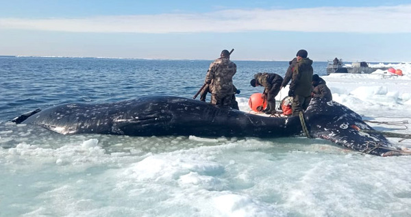 До 140 китов смогут добыть морзверобои Чукотки в этом году