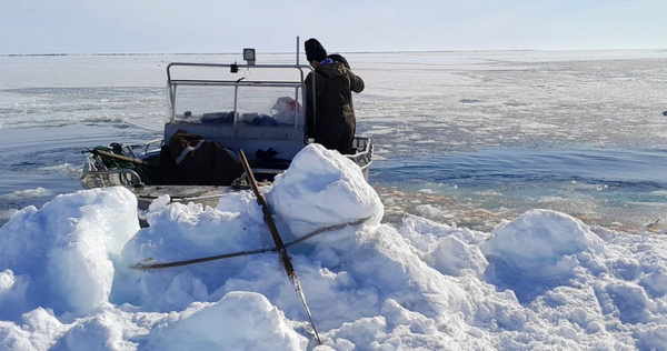 Сезон морской охоты начался на восточной Чукотке