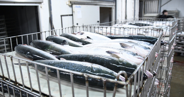 На Чукотке добыли 235 тонн красной рыбы