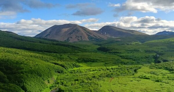 Чукотский кулик-лопатень впервые за 50 лет обнаружен на Камчатке