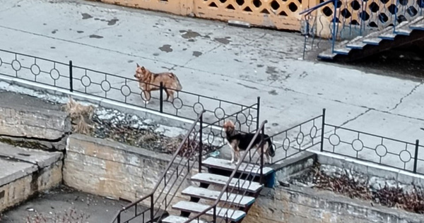 Прокуратура проводит проверки по факту нападения собак на детей в Анадыре