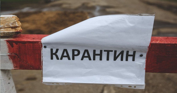 Беспрецедентный карантин по бешенству животных введен на Чукотке