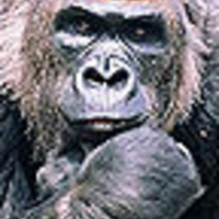 Ape