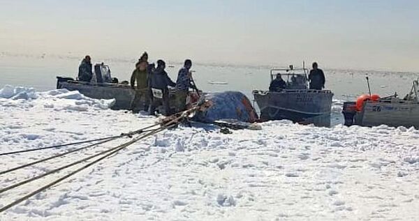 Лоринские морские охотники загарпунили первого кита в этом сезоне