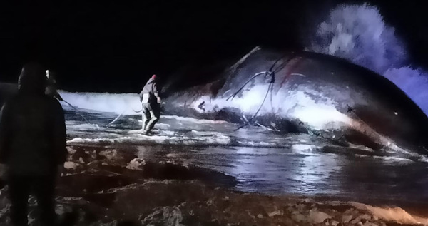 Кита размером с самолет добыли  морзверобои в Чукотском районе