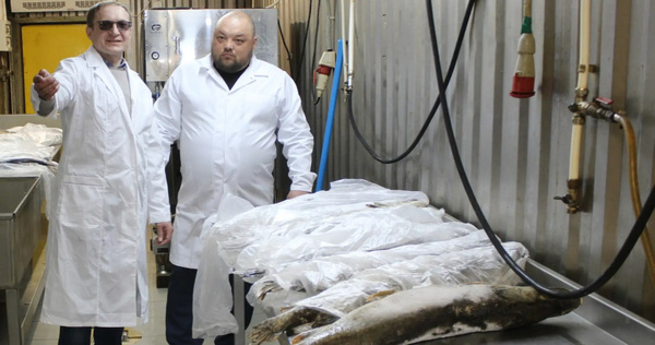 Участник программы "Герои Чукотки" проинспектировал выпуск рыбной продукции